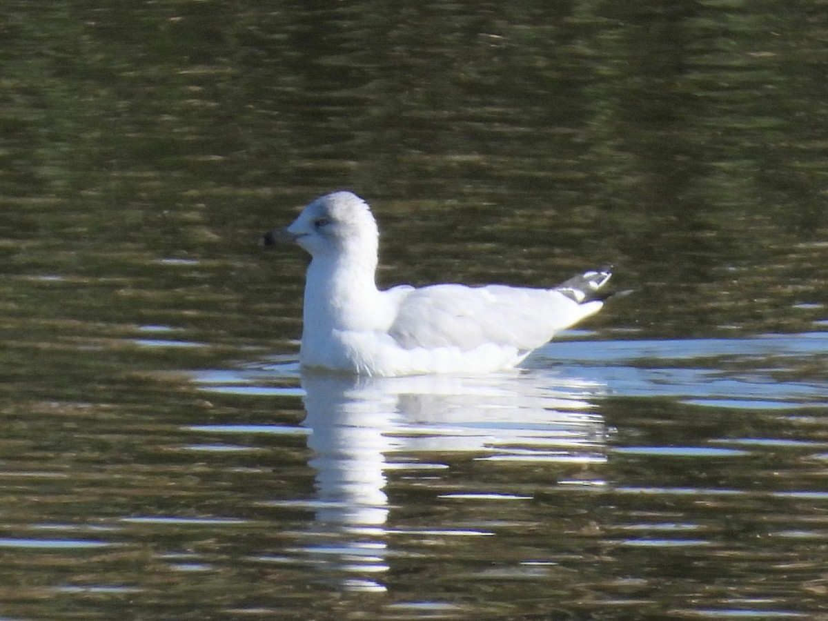 Ring-billed Gull - ML646715130