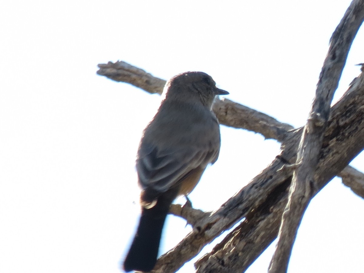 Say's Phoebe - ML646715133