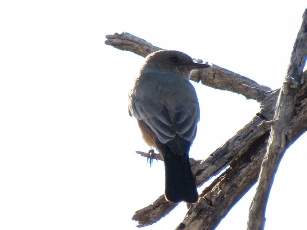 Say's Phoebe - ML646715134