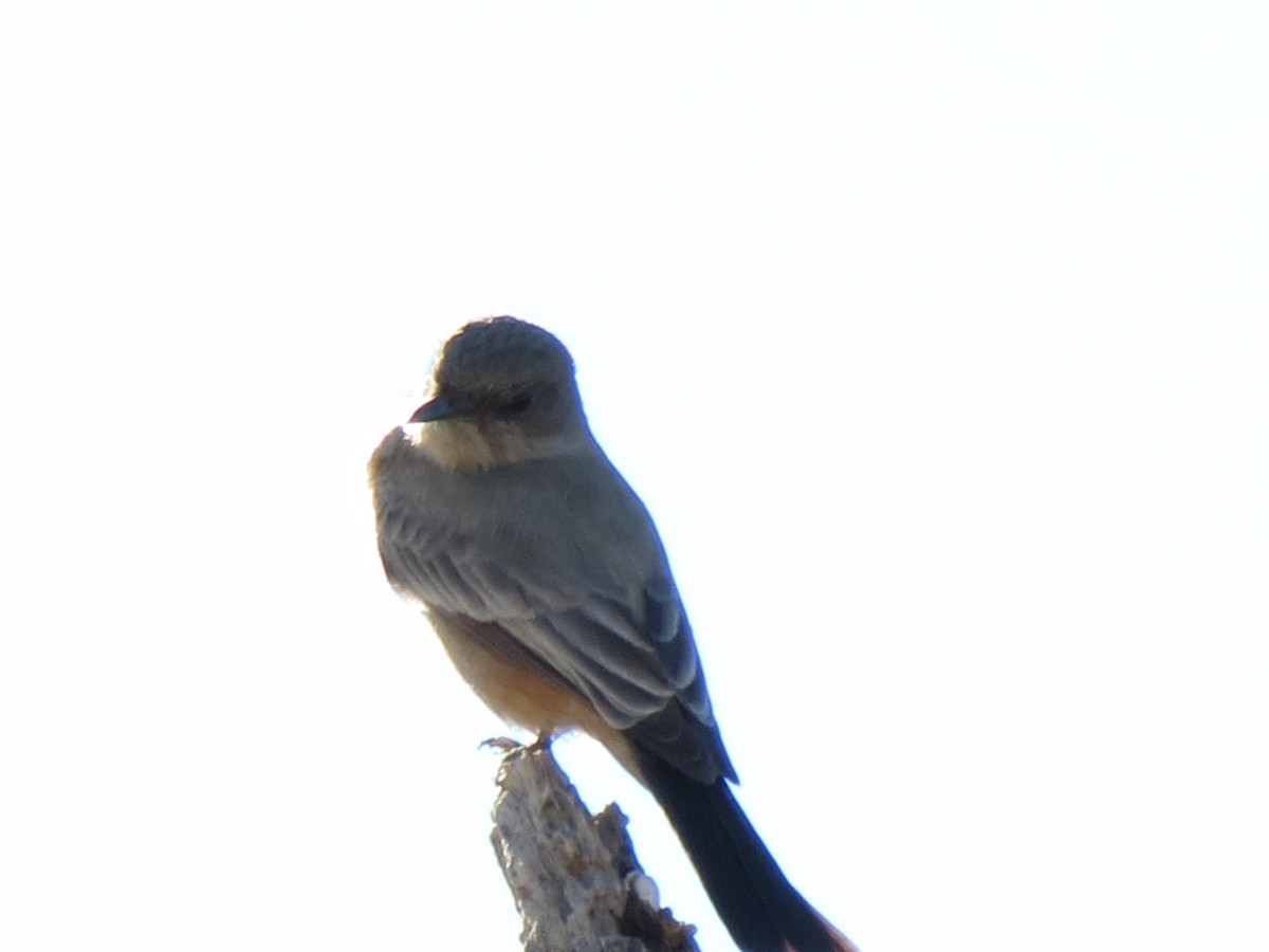 Say's Phoebe - ML646715135