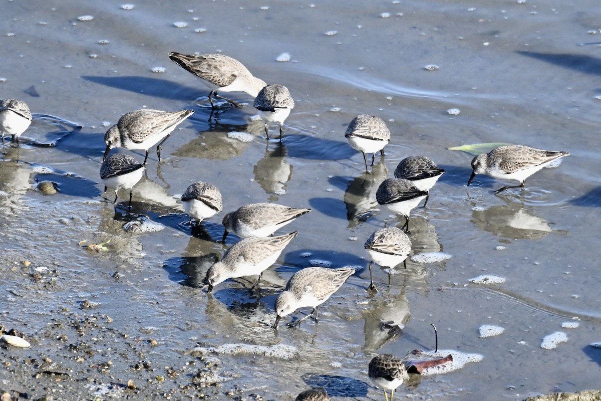 Alpenstrandläufer - ML646715138