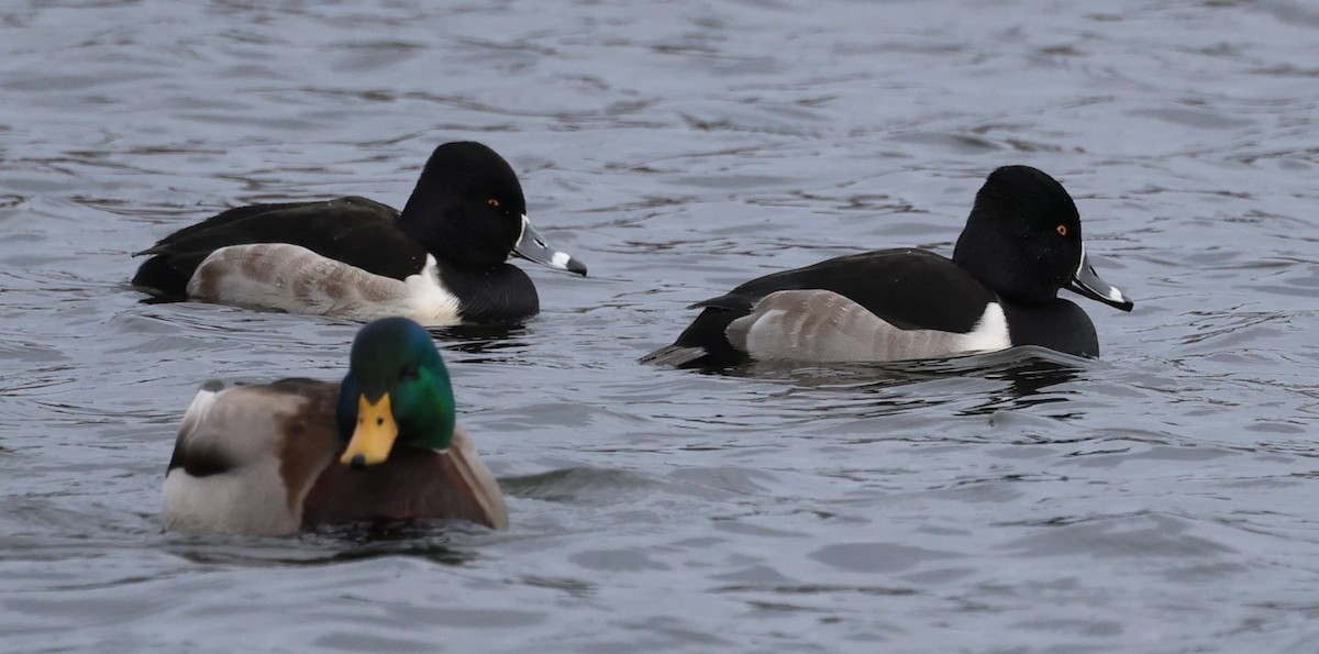 Murgilari lepokoduna - ML646715142