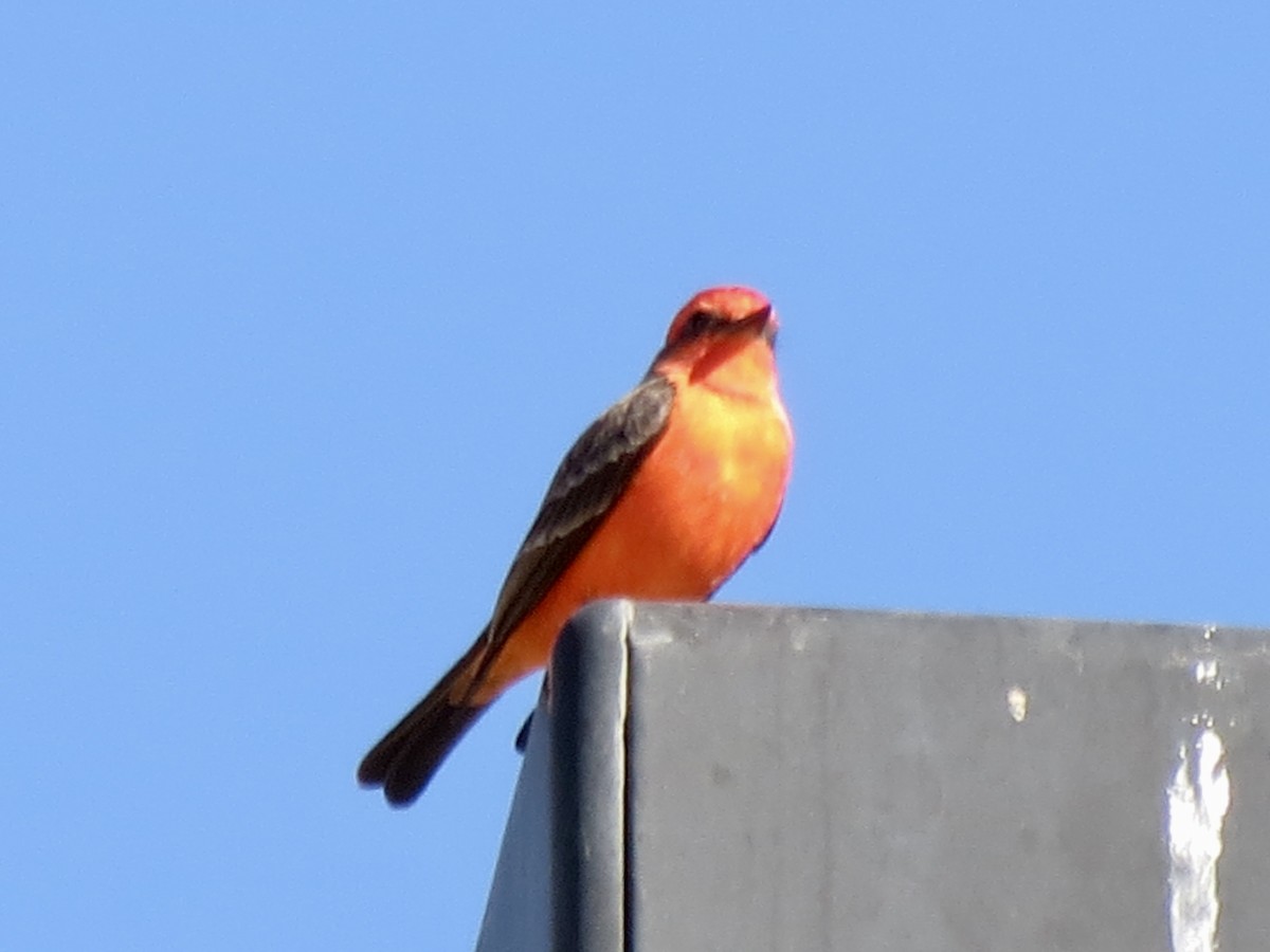 Vermilion Flycatcher - ML646715144
