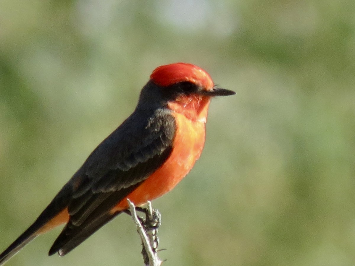 Vermilion Flycatcher - ML646715145