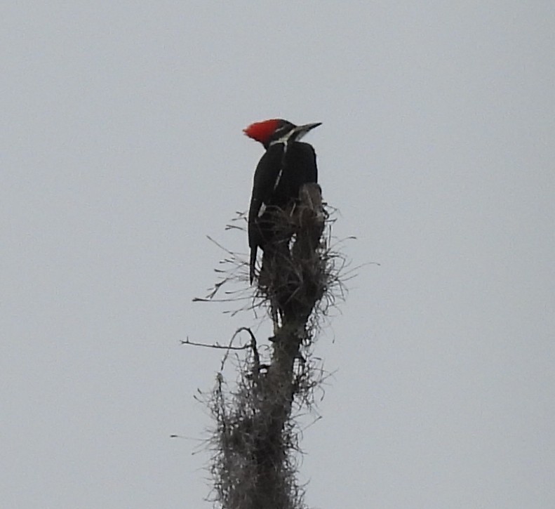 Pileated Woodpecker - ML646715146