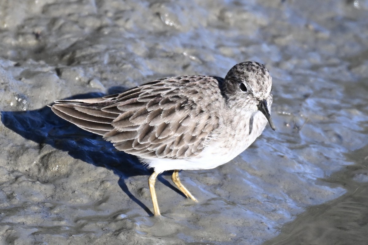 Wiesenstrandläufer - ML646715149