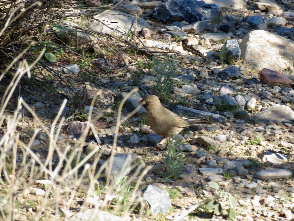 Abert's Towhee - ML646715150