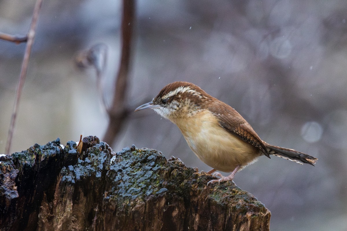 Каролинский крапивник - ML646715151