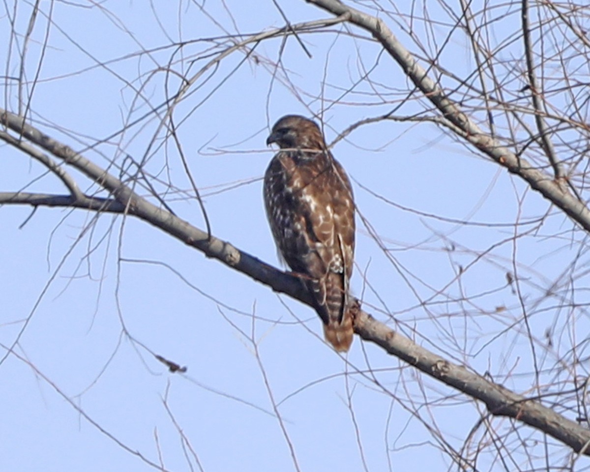 Red-shouldered Hawk - ML646715153