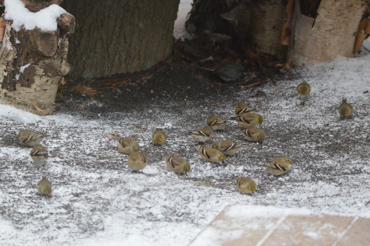 American Goldfinch - ML646715154