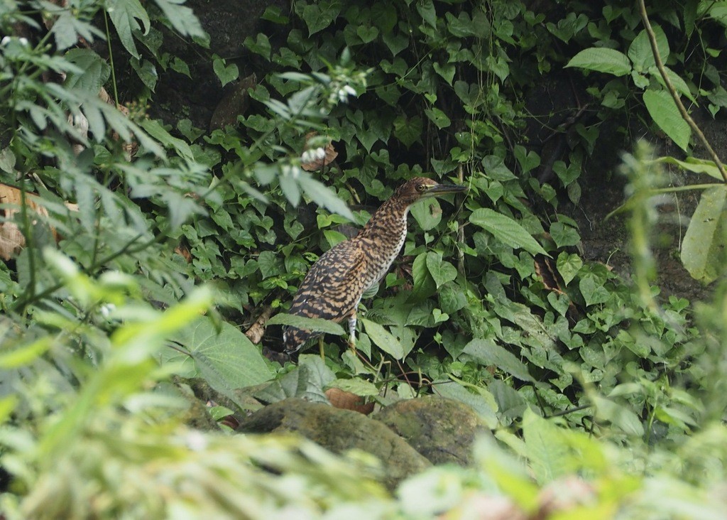 Avetigre Oscura - ML646715155