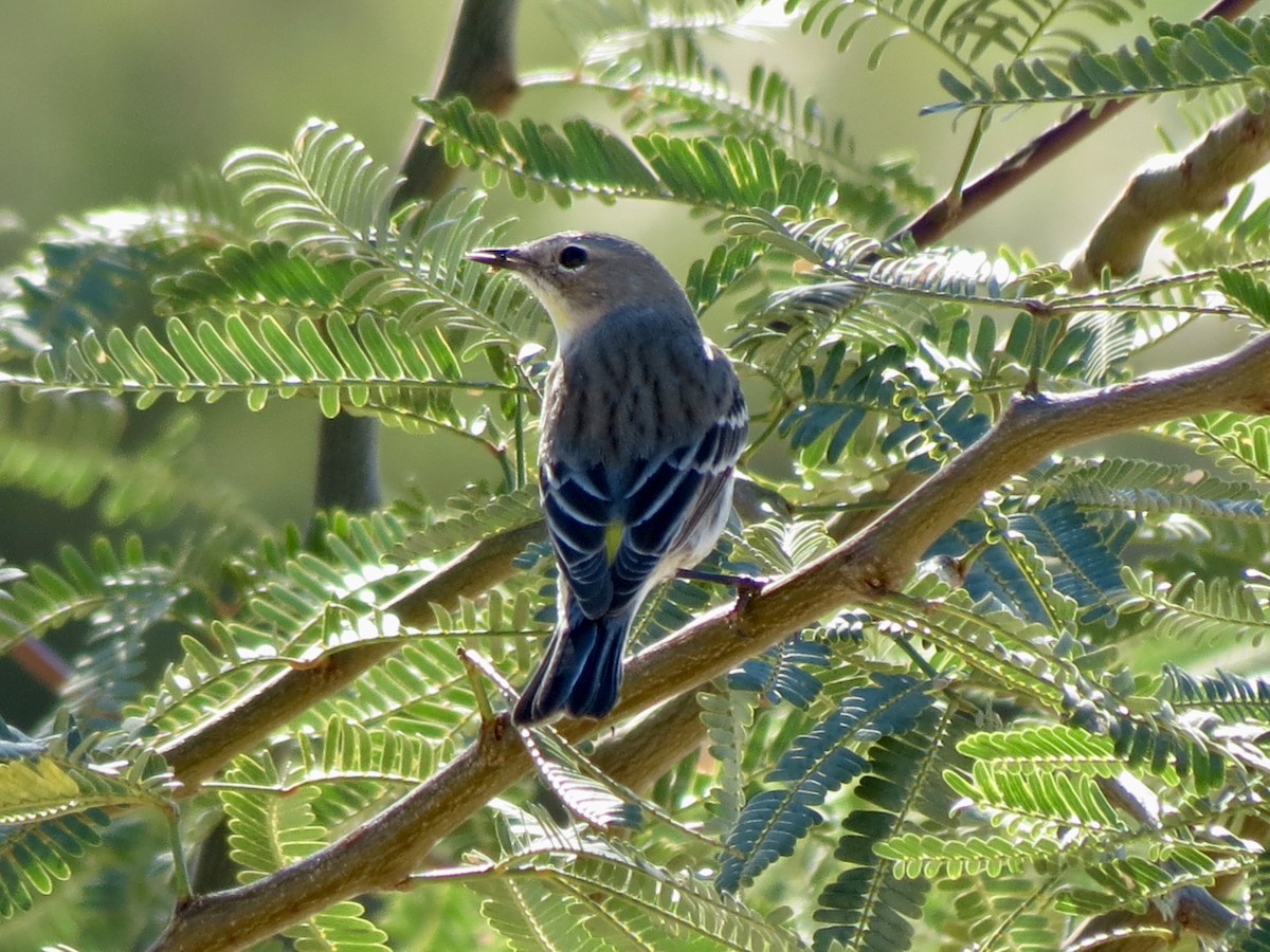 Yellow-rumped Warbler - ML646715156