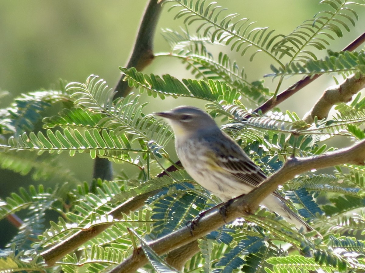 Yellow-rumped Warbler - ML646715157