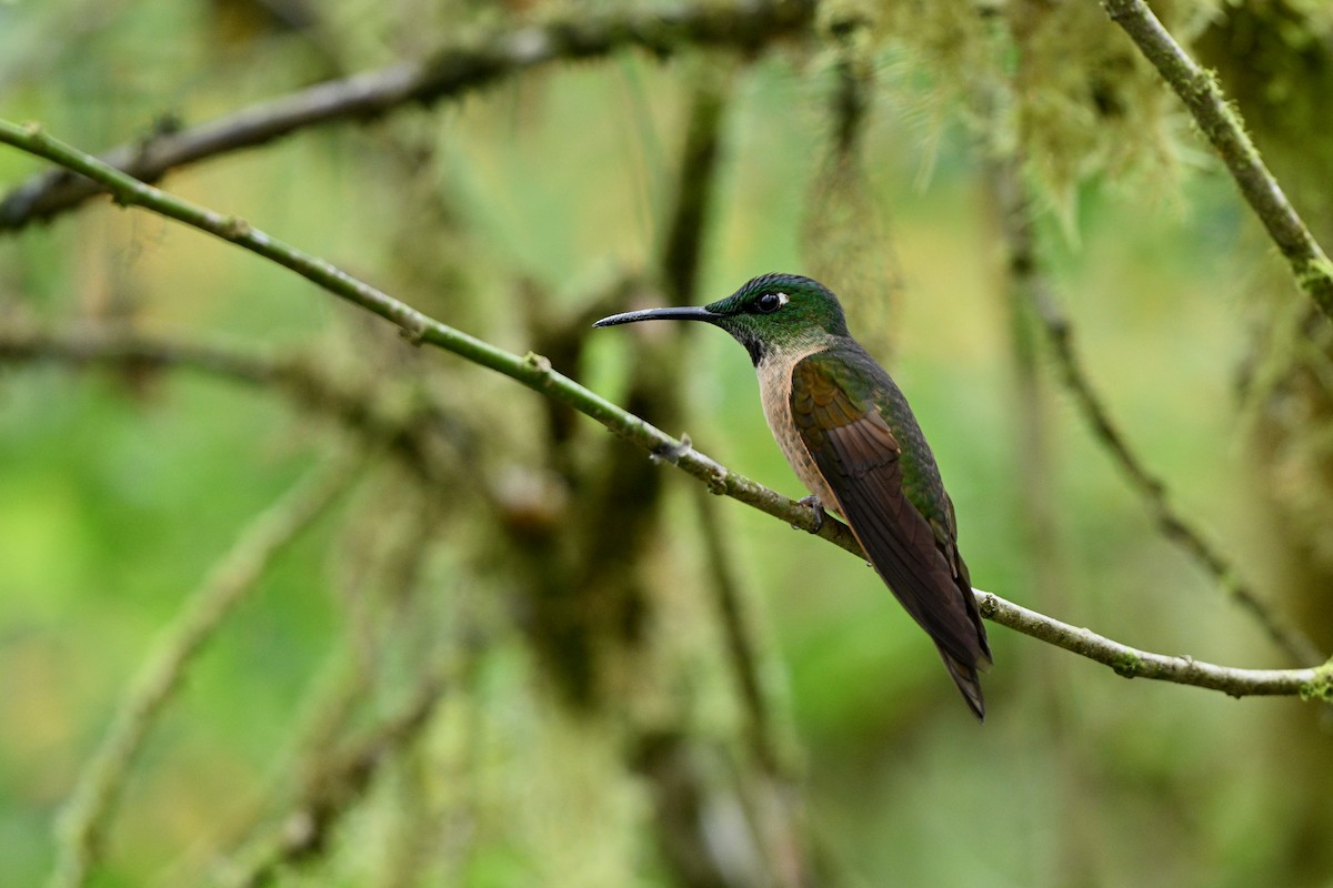 Fawn-breasted Brilliant - ML646715162