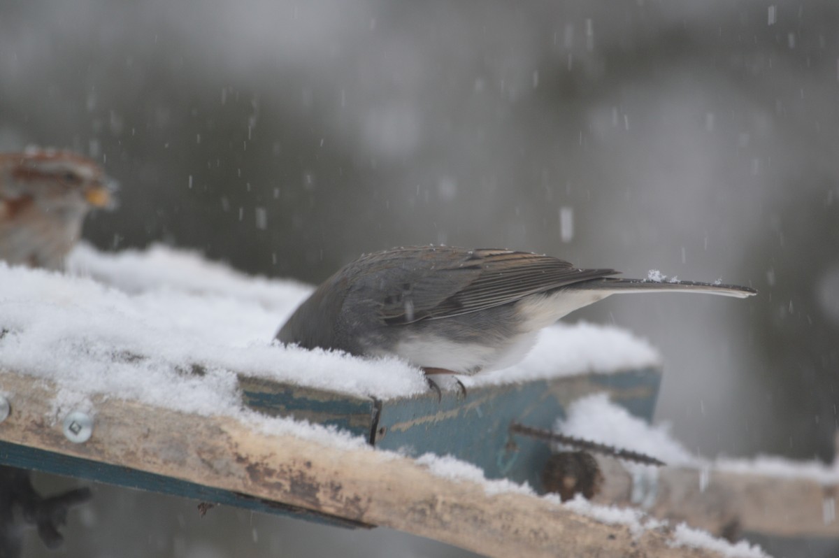 Dark-eyed Junco - ML646715164