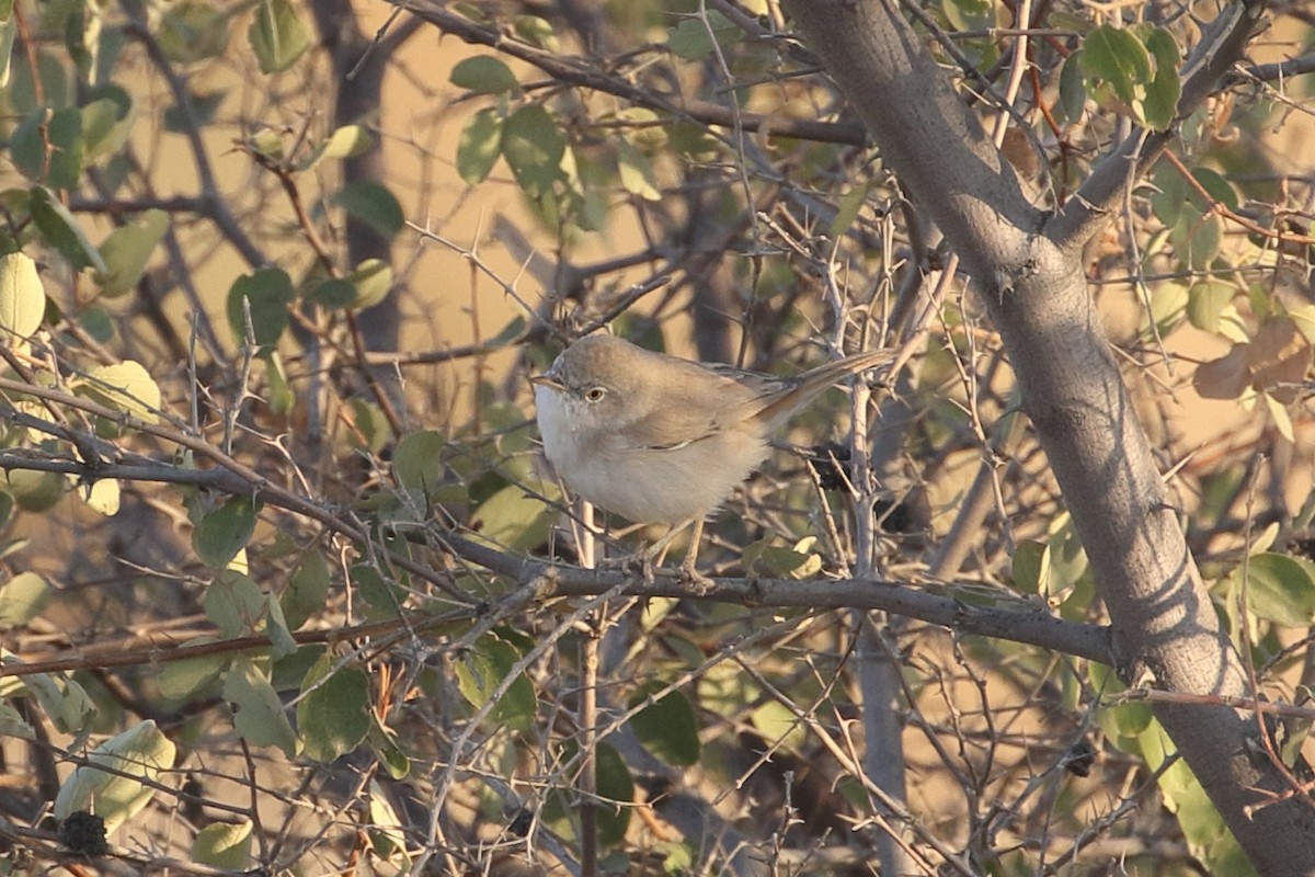 ørkensanger - ML646715165