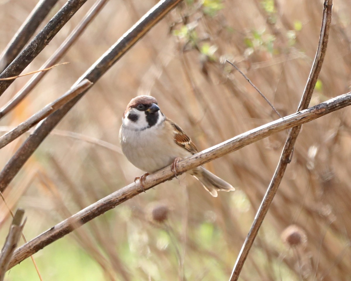 Eurasian Tree Sparrow - ML646715166