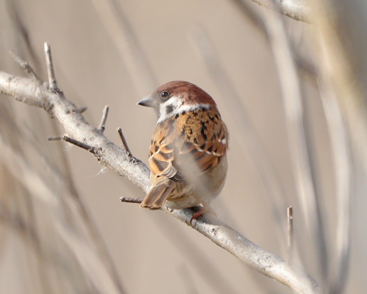 Eurasian Tree Sparrow - ML646715167
