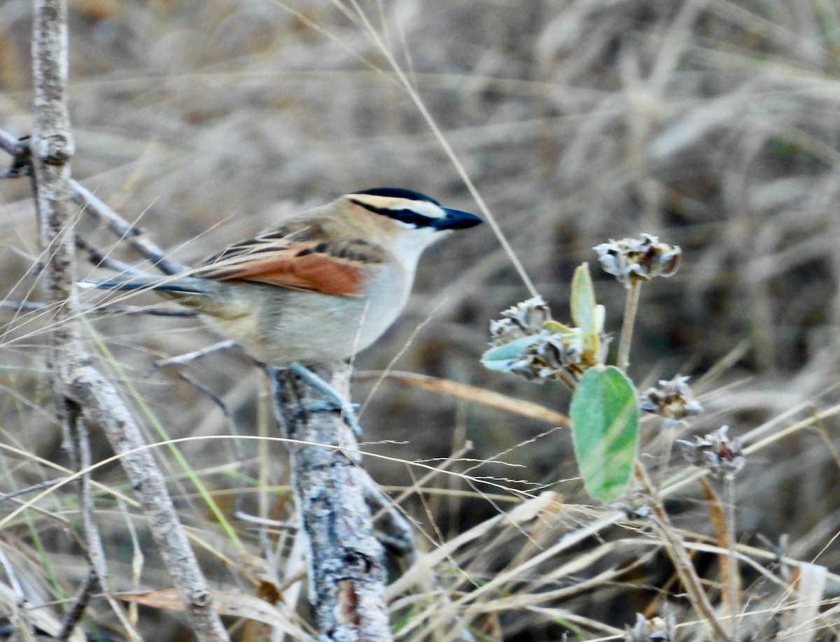 Senegaltschagra - ML646715171