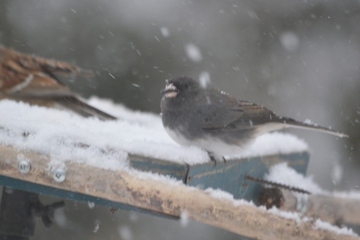 Dark-eyed Junco - ML646715172
