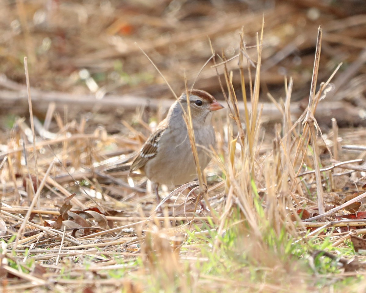 White-crowned Sparrow - ML646715173
