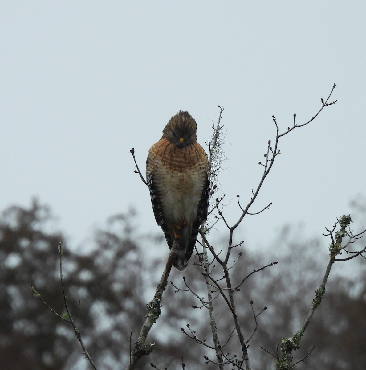 Red-shouldered Hawk - ML646715174