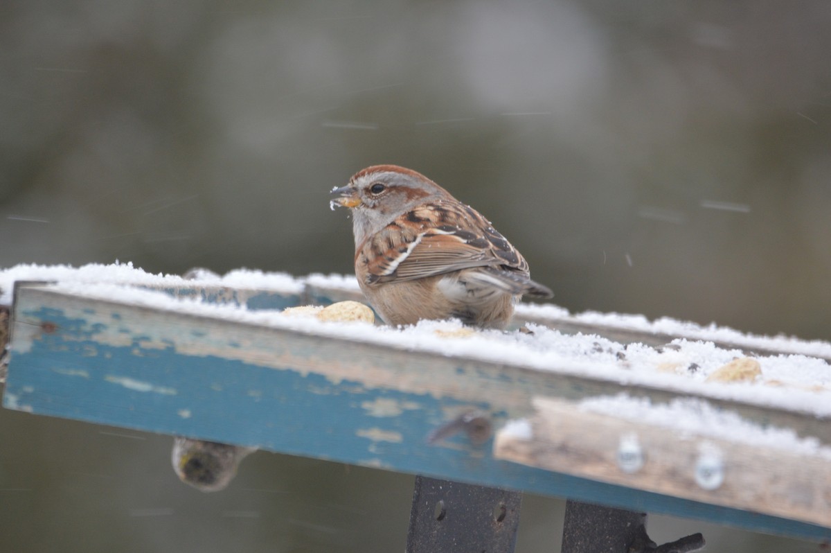 American Tree Sparrow - ML646715175