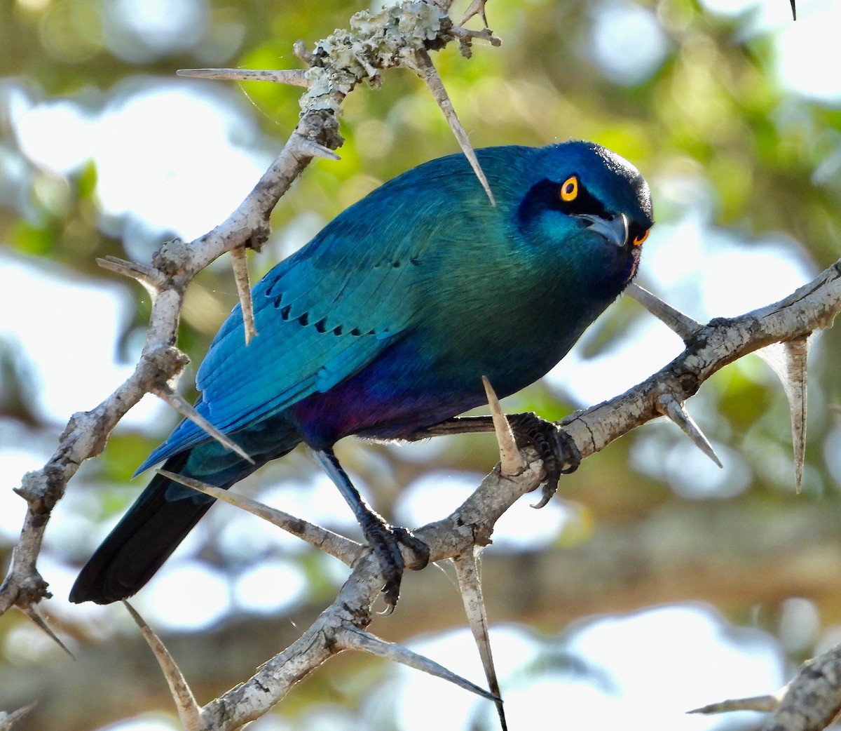 Grünschwanz-Glanzstar - ML646715177