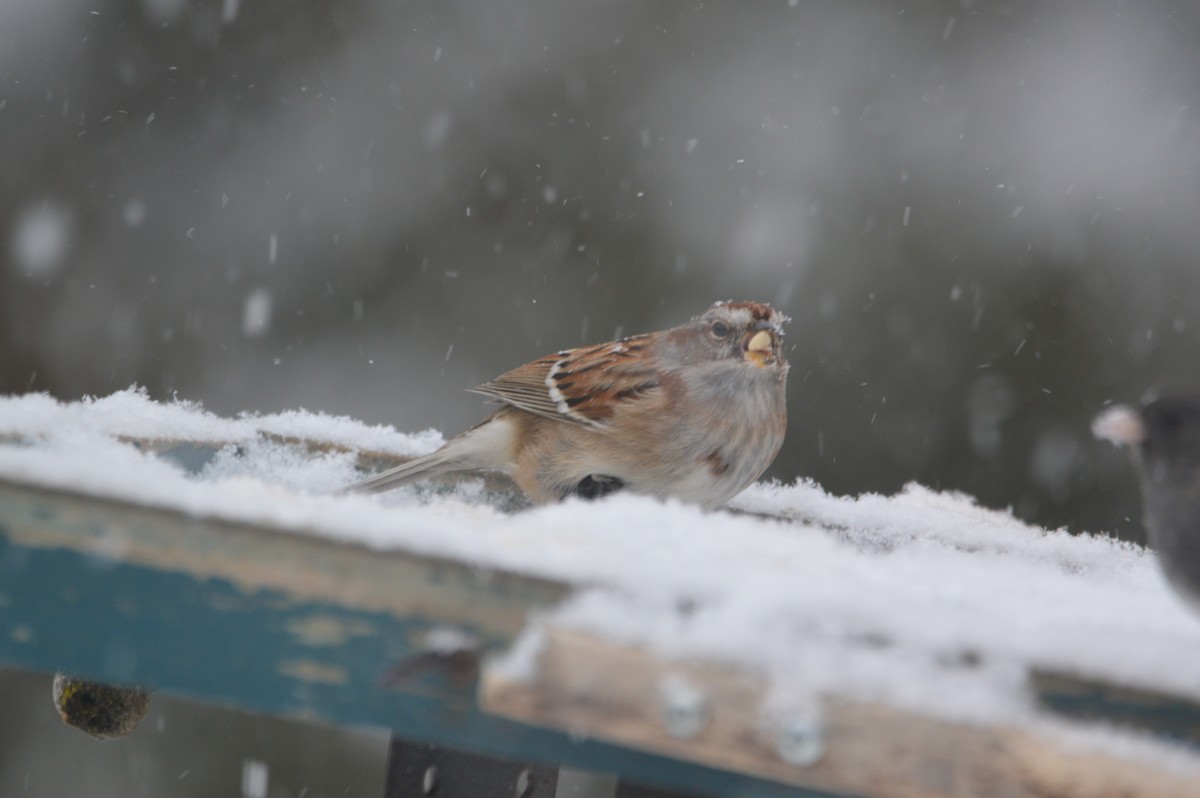 American Tree Sparrow - ML646715178