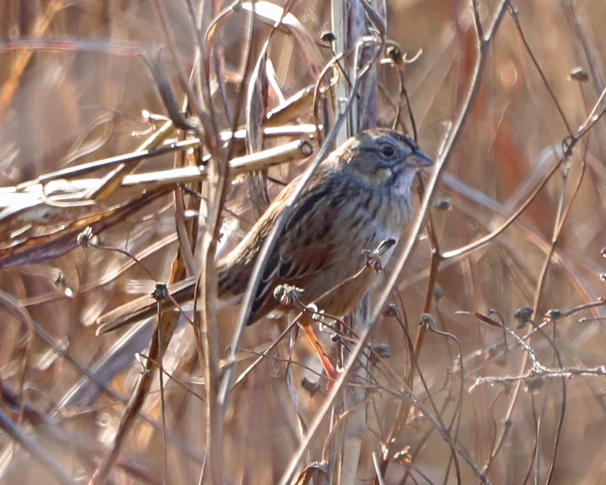 Swamp Sparrow - ML646715180