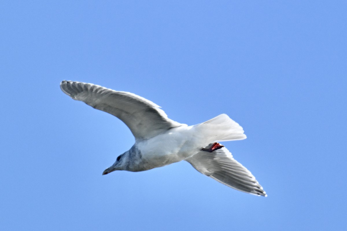 Beringmöwe - ML646715186