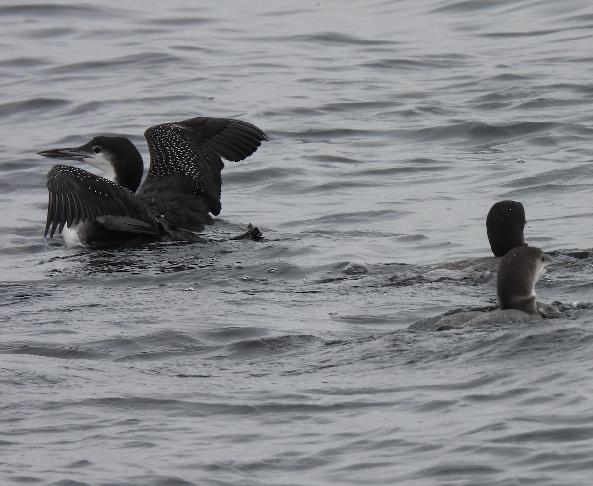 Strolaga maggiore - ML646715188