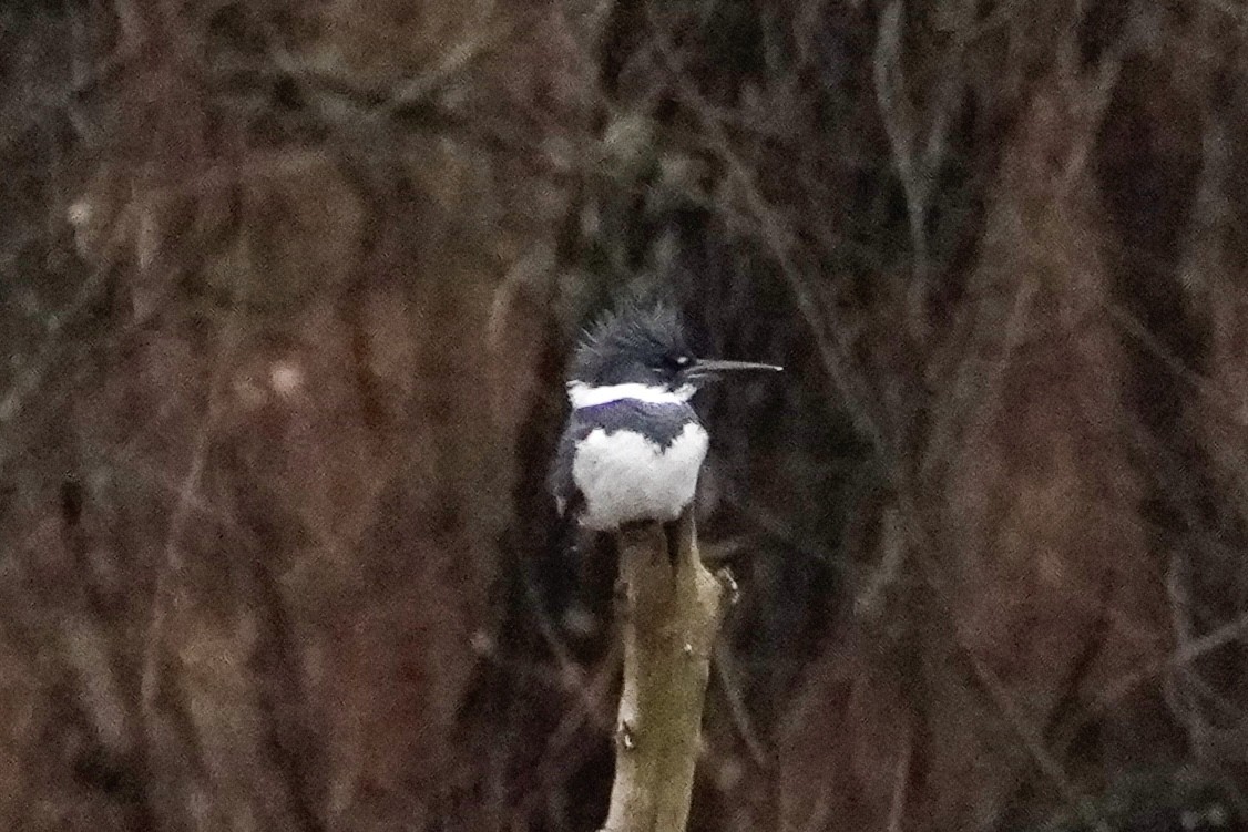 Gürtelfischer - ML646715194