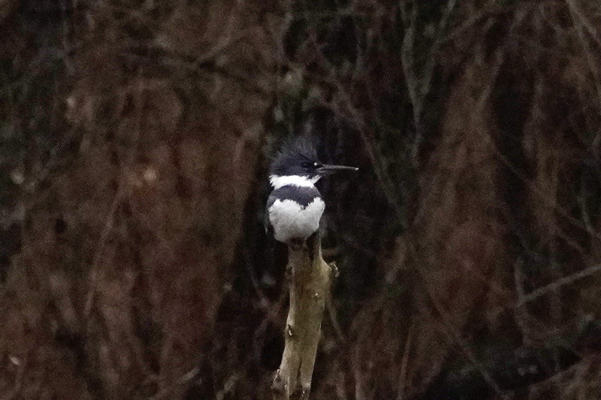 Gürtelfischer - ML646715195