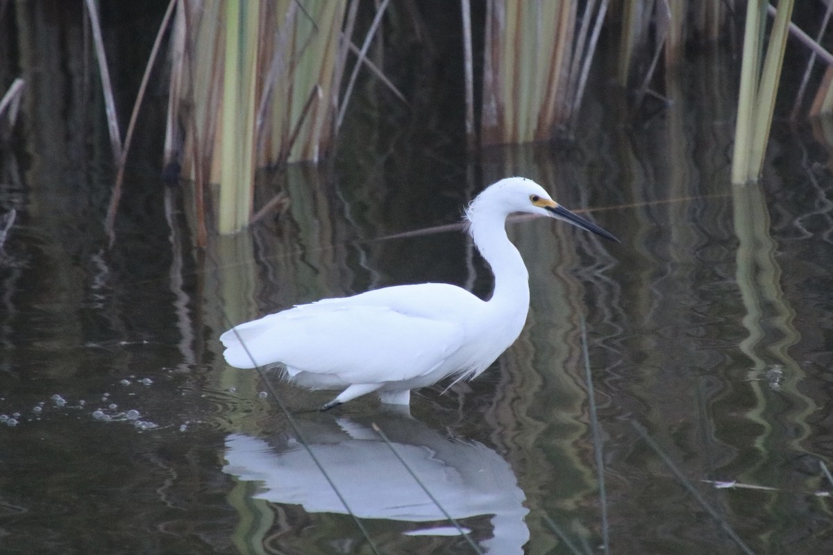 Karbeyaz Balıkçıl - ML646715198