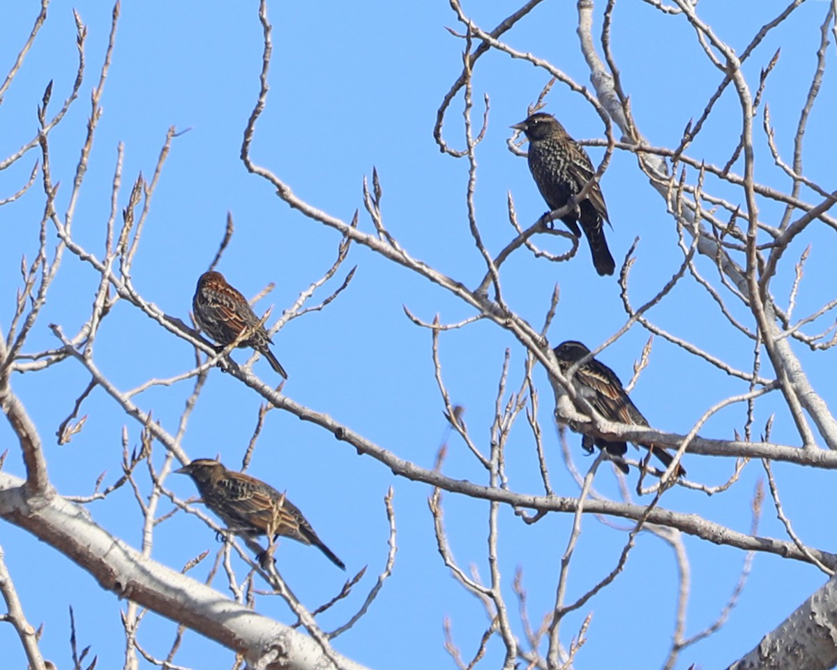 Red-winged Blackbird - ML646715203