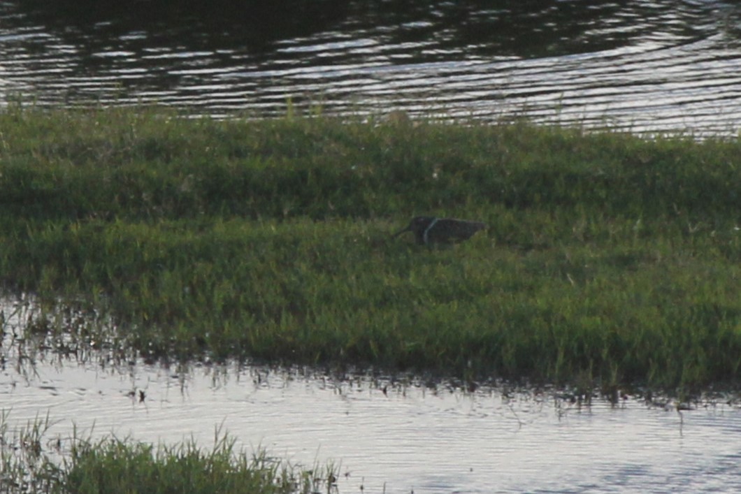 オーストラリアタマシギ - ML646715205