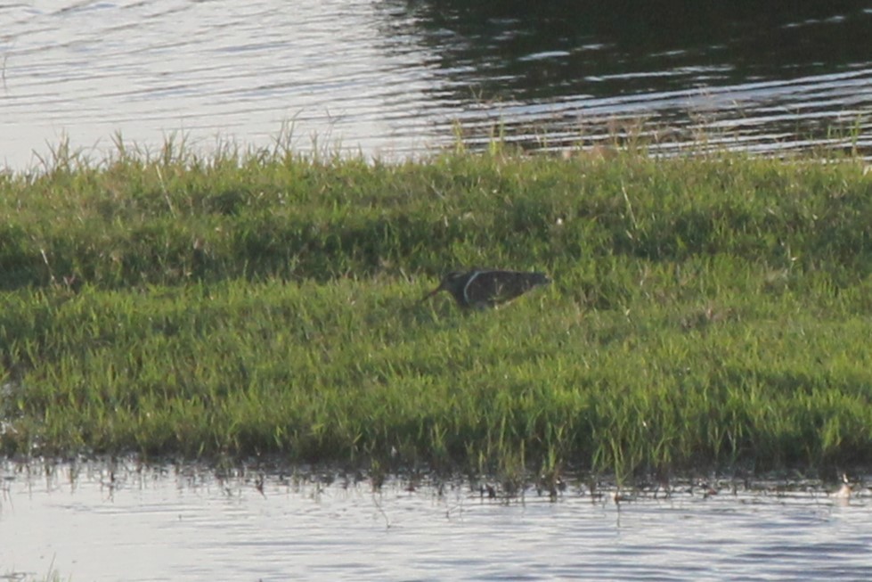 オーストラリアタマシギ - ML646715206