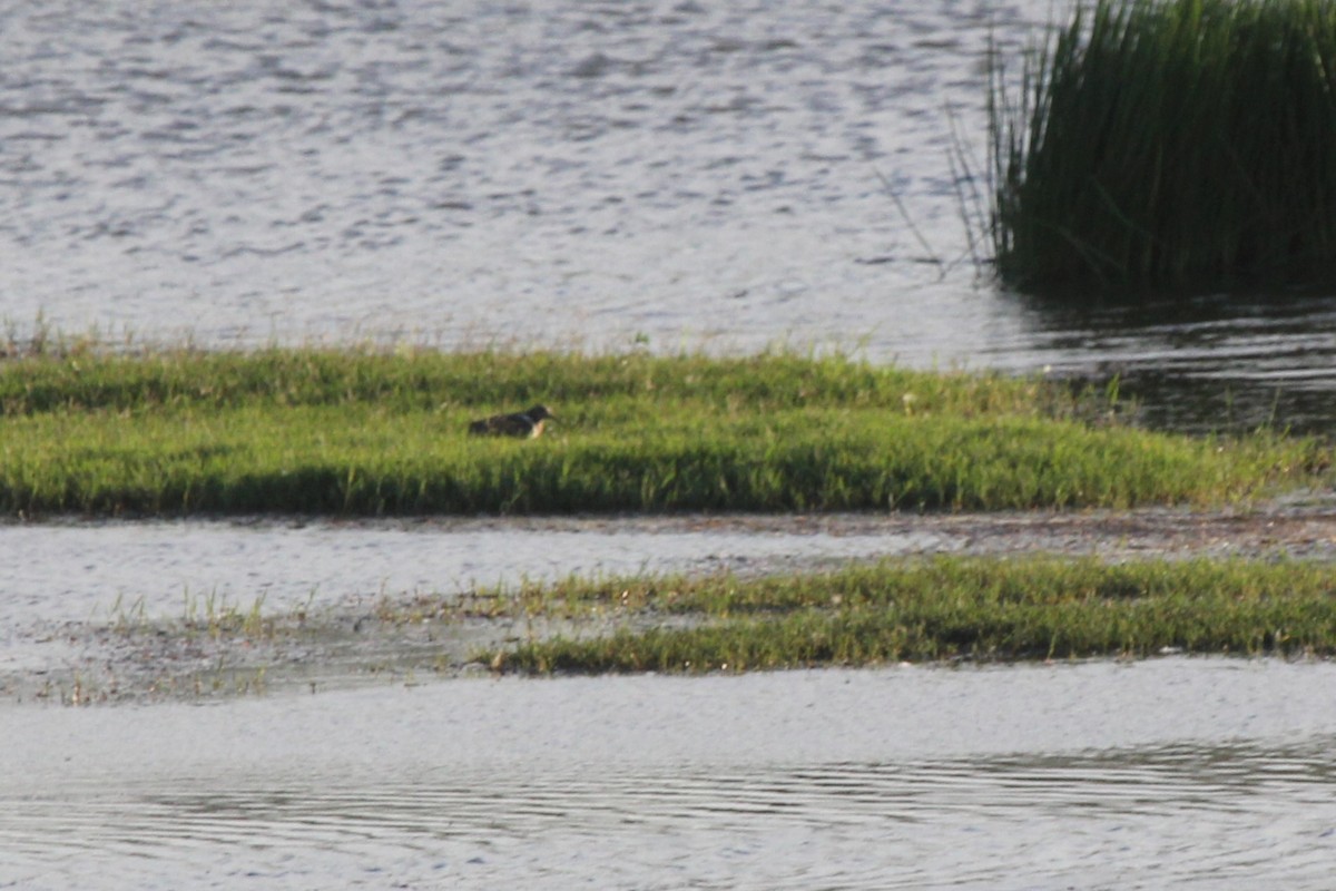 オーストラリアタマシギ - ML646715207