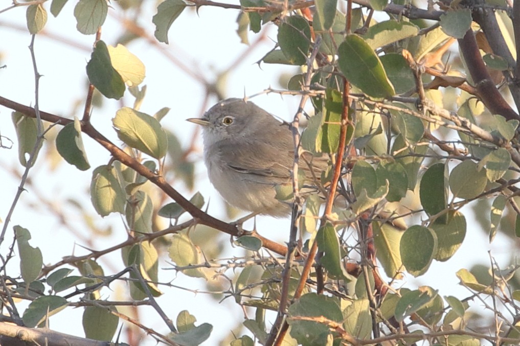 ørkensanger - ML646715208