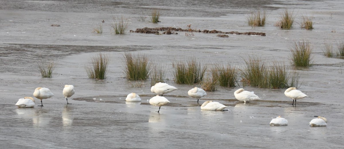 Tundra Swan - ML646715209