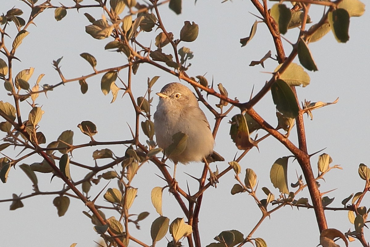 ørkensanger - ML646715211