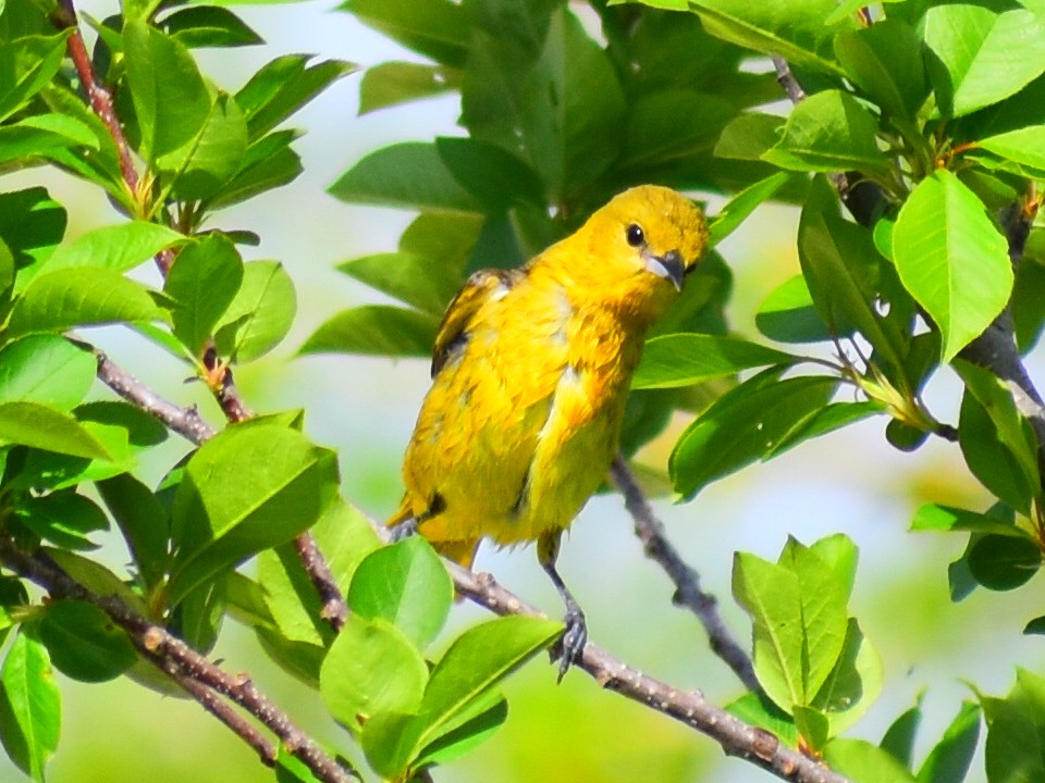 Oriole des vergers (spurius) - ML646715214