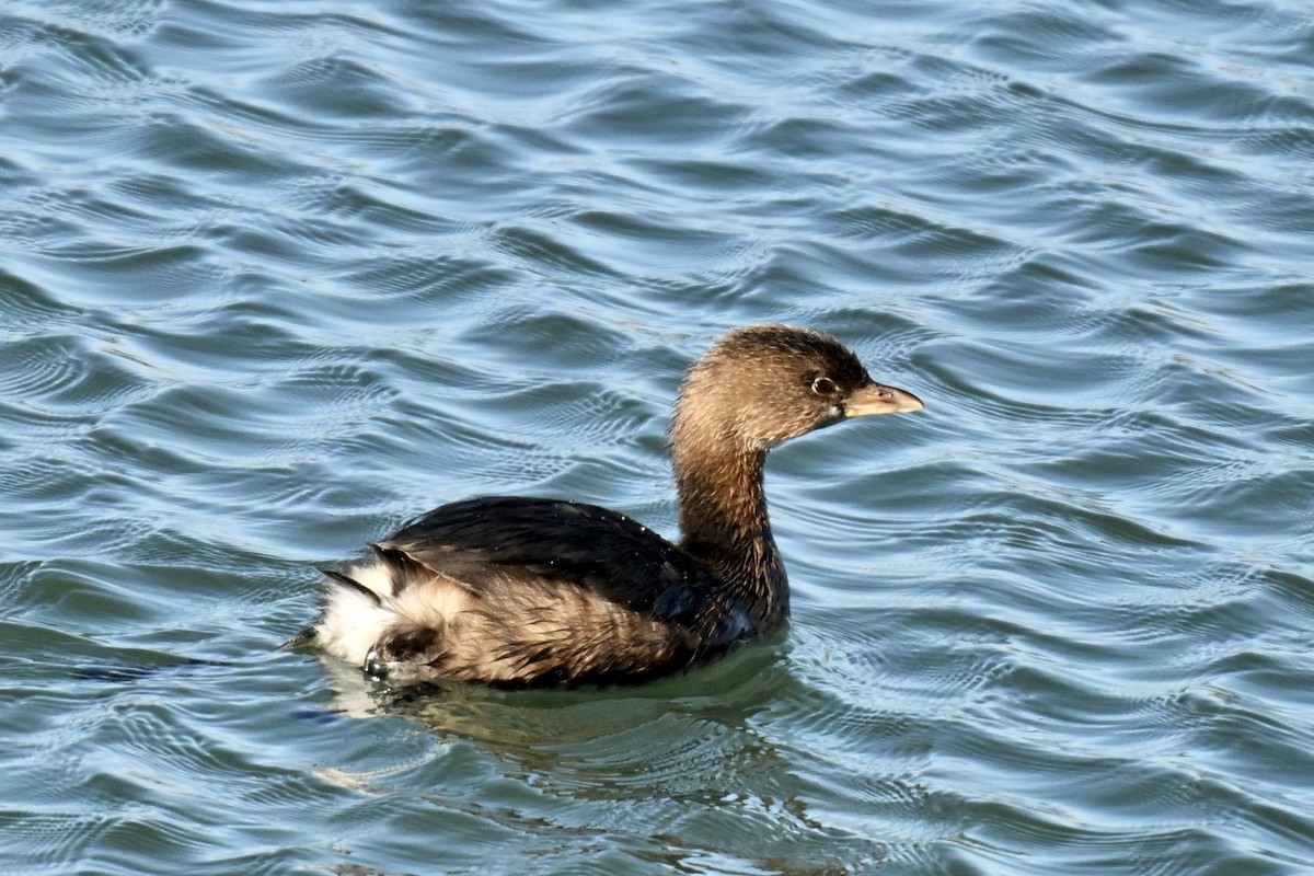 Bindentaucher - ML646715216