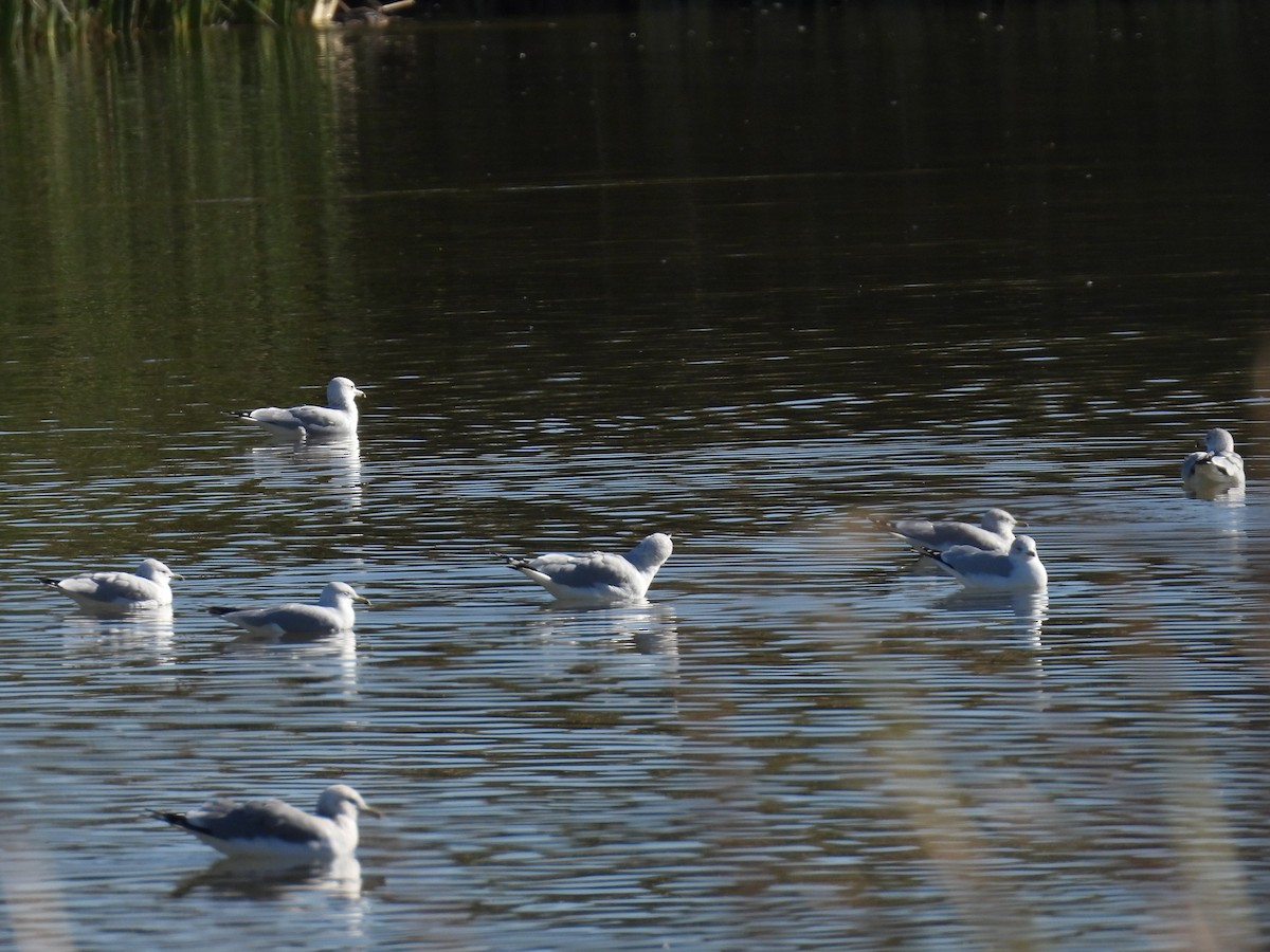 Ring-billed Gull - ML646715218