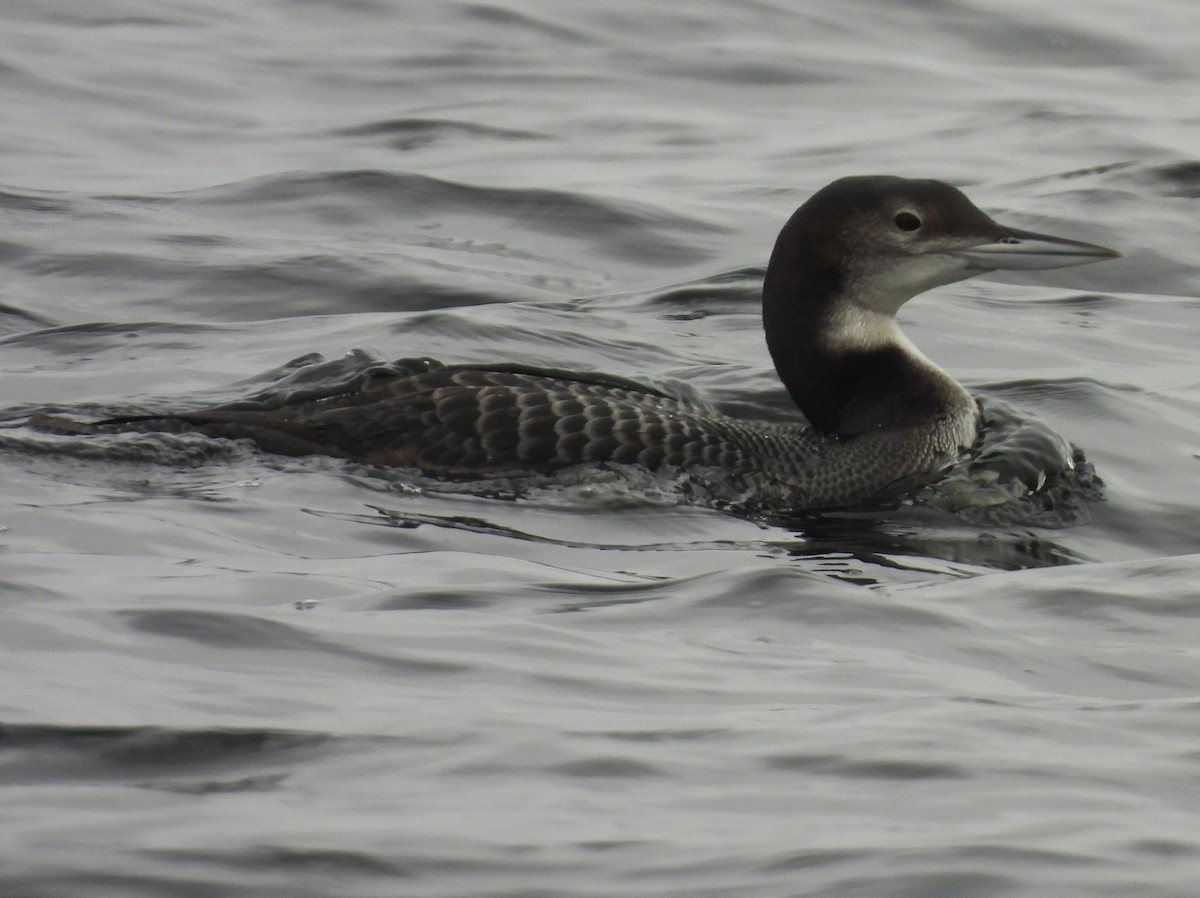 Strolaga maggiore - ML646715219