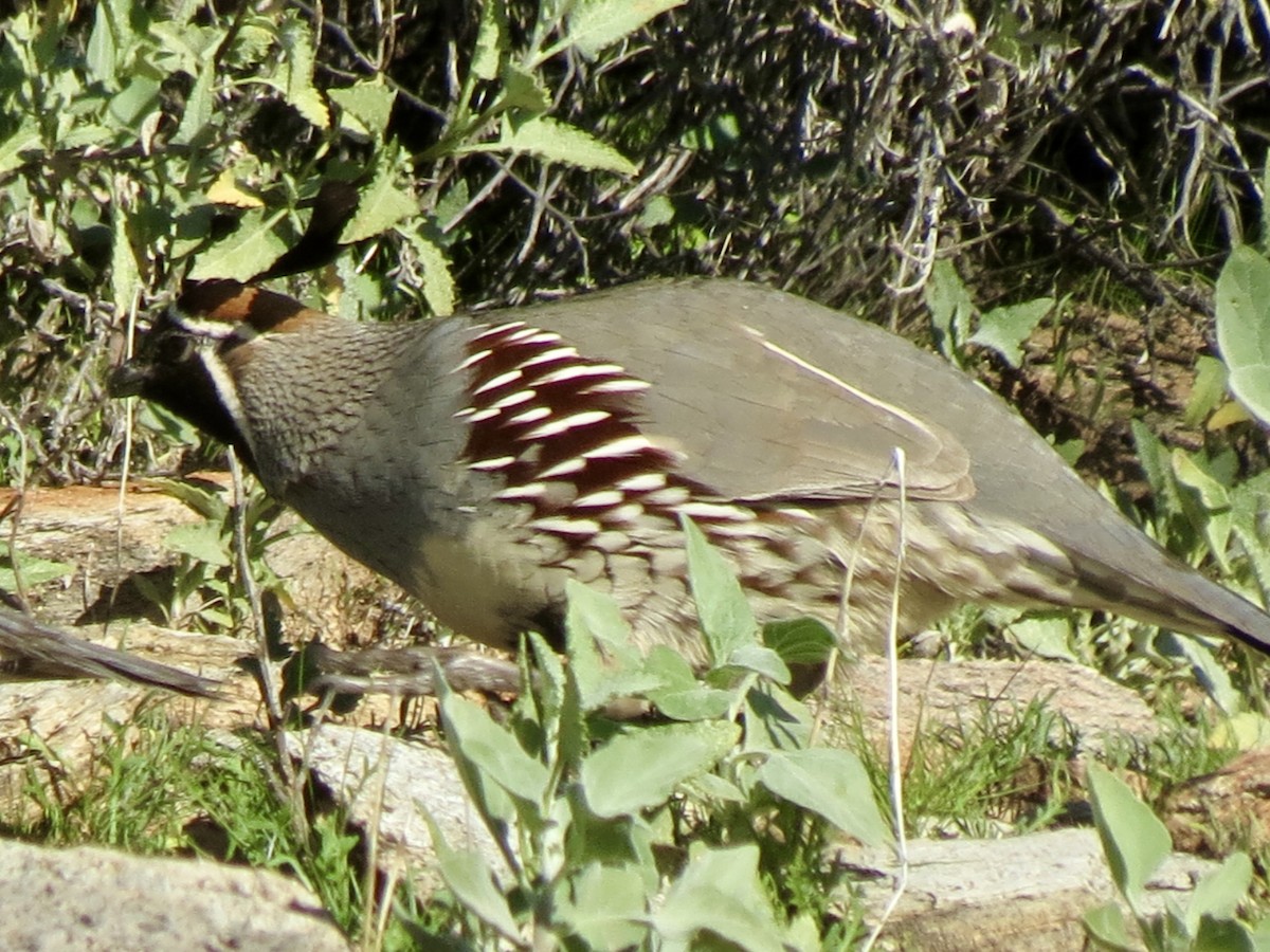 Gambel's Quail - ML646715222