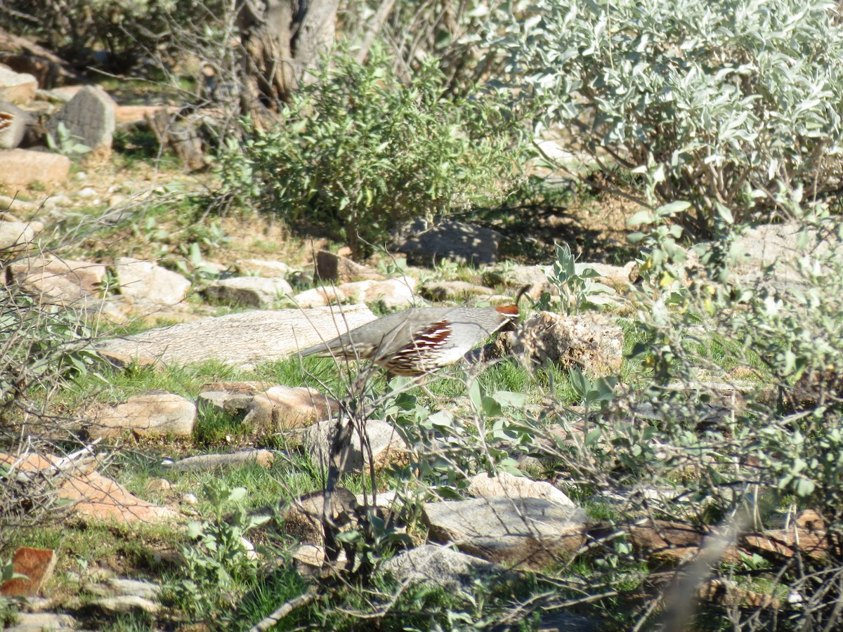 Gambel's Quail - ML646715223