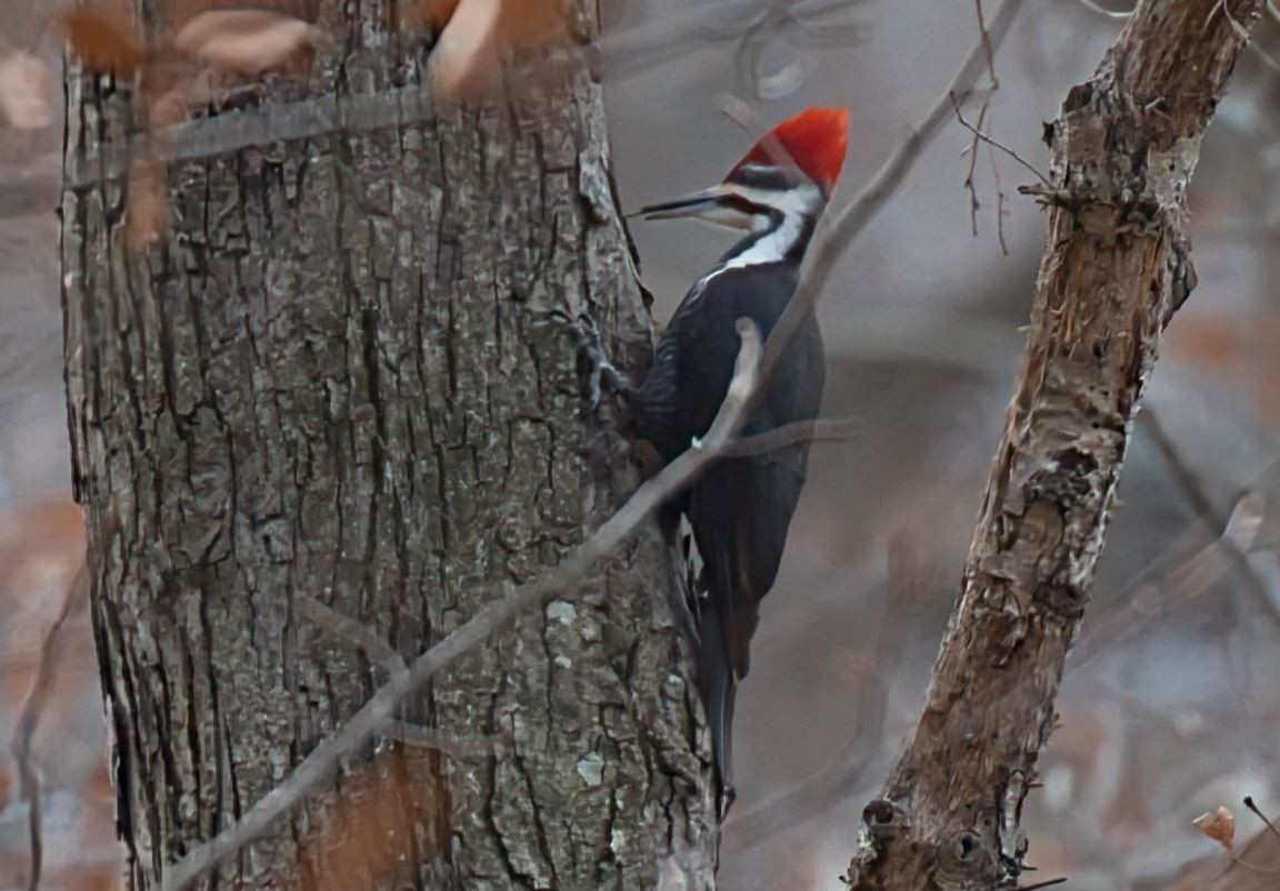 Pileated Woodpecker - ML646715224