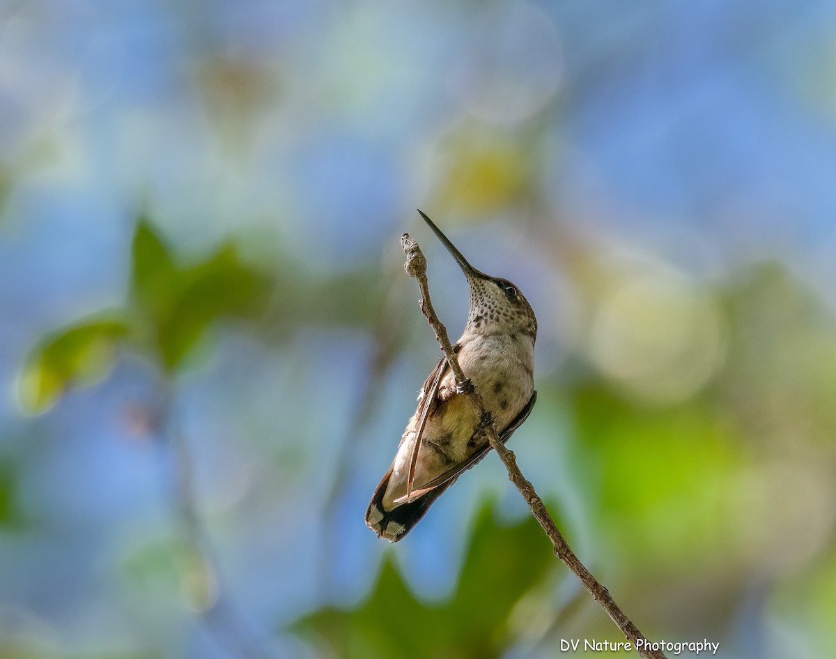 Colibri à gorge rubis - ML646715225